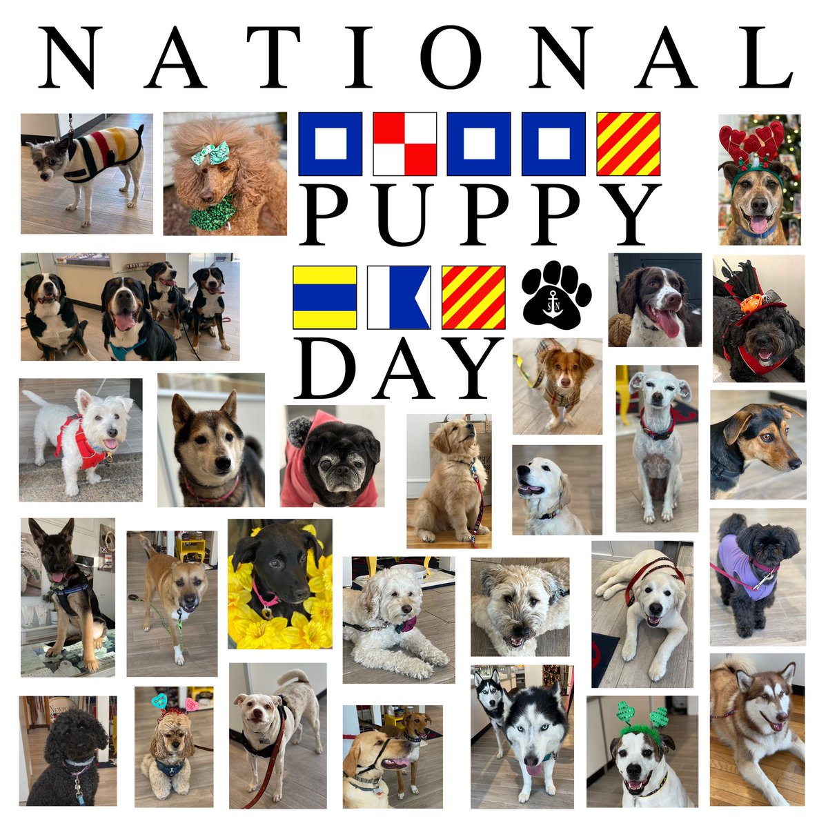 Happy National Puppy Day! ❤️🐶🦴🐾⚓️
#nationalpuppyday #newportdogs #dogsofinstagram #nauticaldogs #signalflags #nauticalsignalflags #newportri #newport