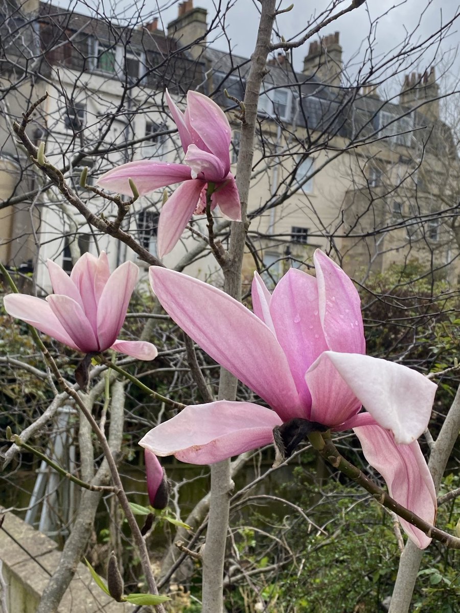 Magnolia Star Wars doing its thing #spring #blossom #trees #mygarden #home