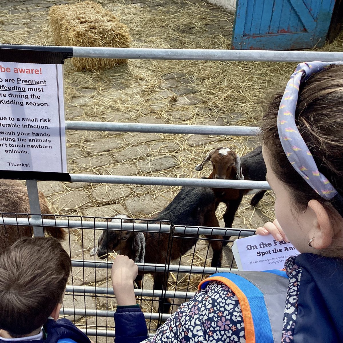 Year 3 visited <a href="/hackneycityfarm/">Hackney City Farm</a> this week as part of their science unit which focuses on animals including humans.

Can you name all the animals in the pictures?