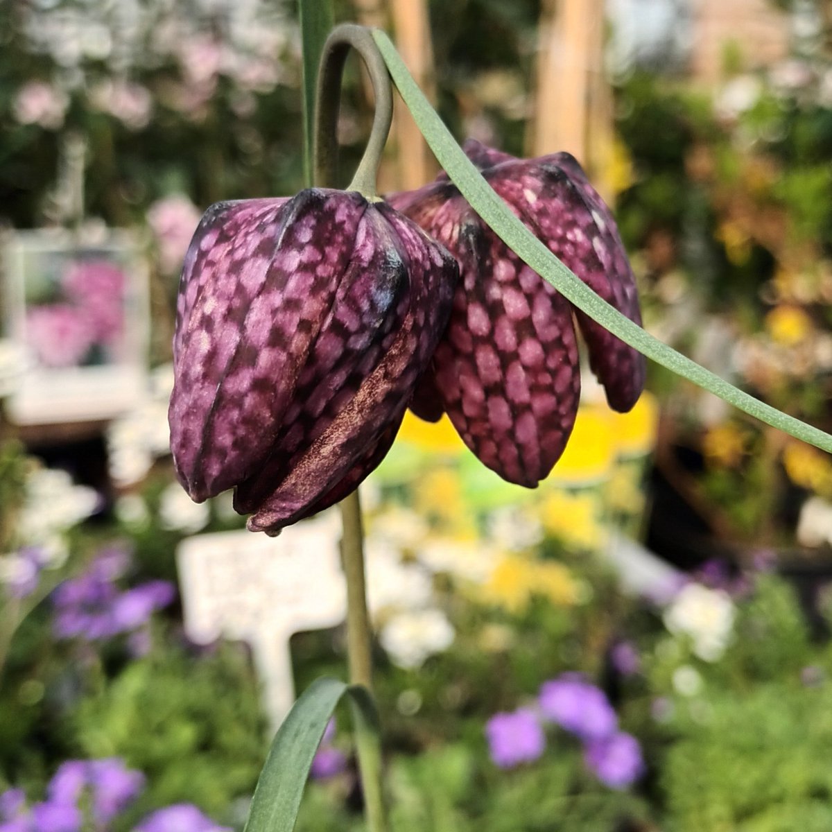 Which is your favourite fritillary? I love these chequered ones, but also have a soft spot for the pure smoke-purple f. persica. I wrote about them here: vertigrow.substack.com/p/crown-imperi…