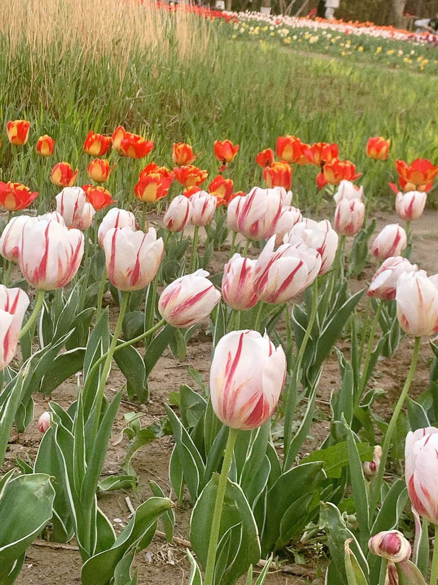 🌷分享给你 中山公园的郁金香🌷