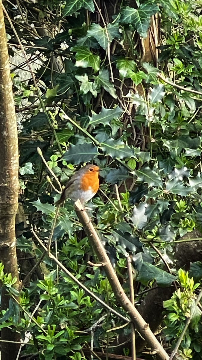 Dave Johnston 🚶🦮📸 tweet media