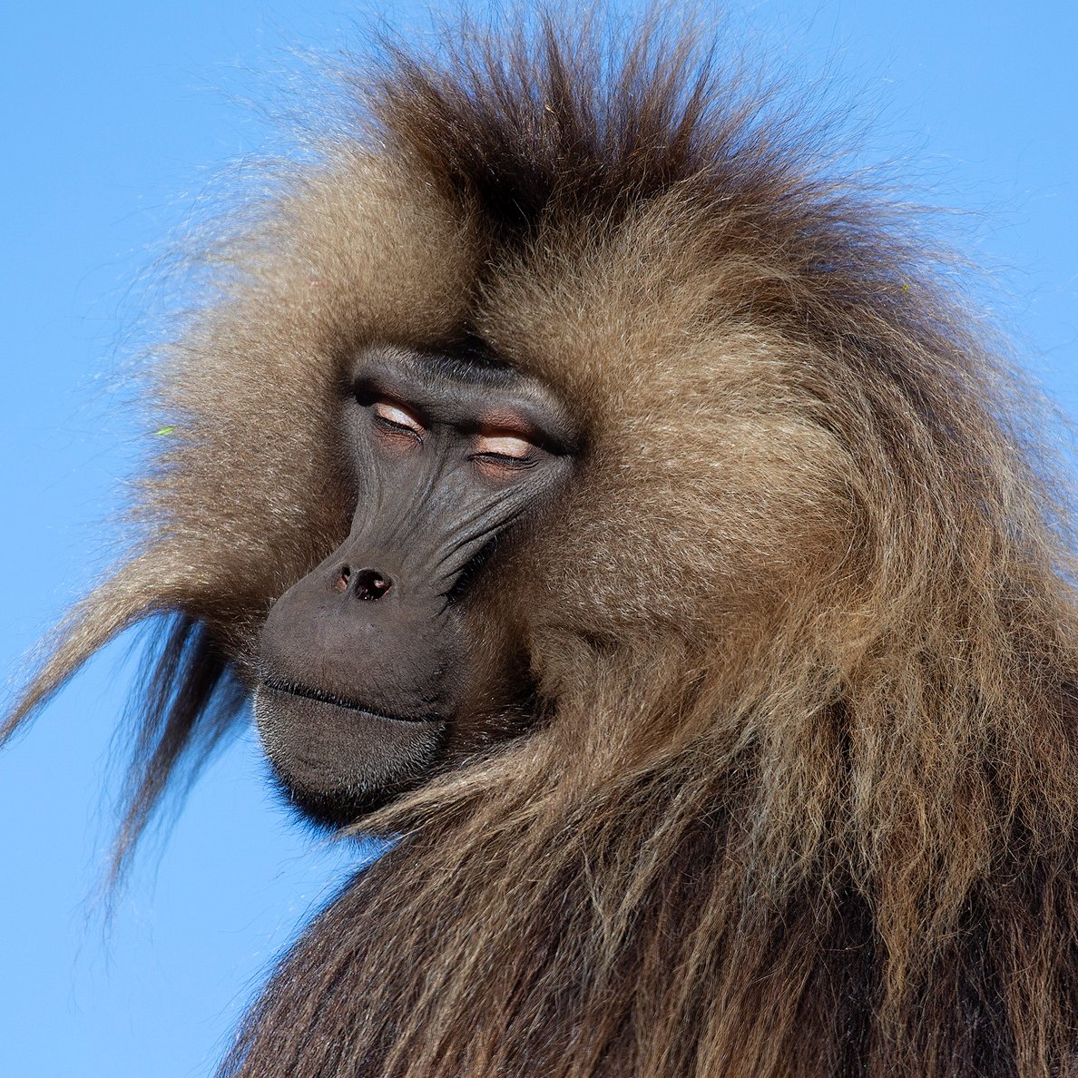 Gelada male from the Simian Mountains National Park, Ethiopia.