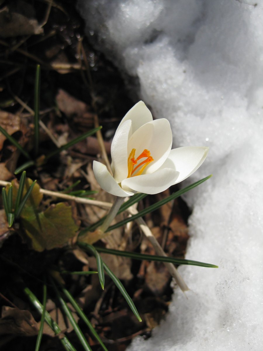 '#Perseverance rewarded.' #GardeningTwitter #GardeningX #GardenersWorld #gardens #crocus #spring #bulbs #SpringEquinox