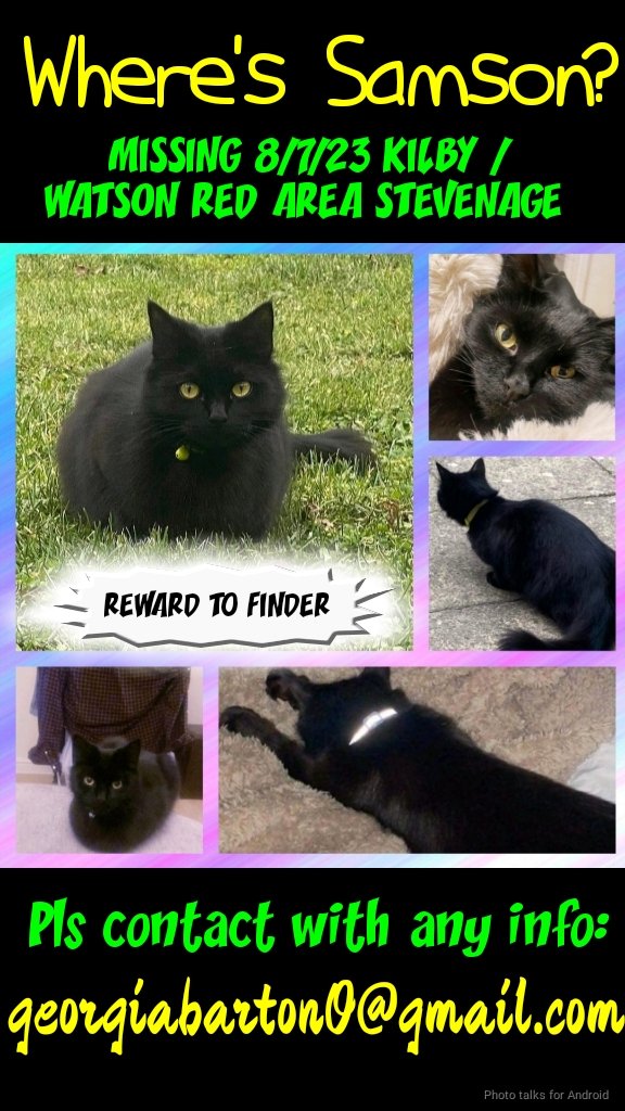 MissingPetsGB's tweet photo. #Cats are overlooked when it comes to missing pets (they also receive only about a quarter of the shares dogs get).
Families of lost/stolen cats often have less support, less shares, less visibility for their lost cat
So we'll leave these 4 here. Go to it, twitter #Caturday https://t.co/6rCFzVVRp4