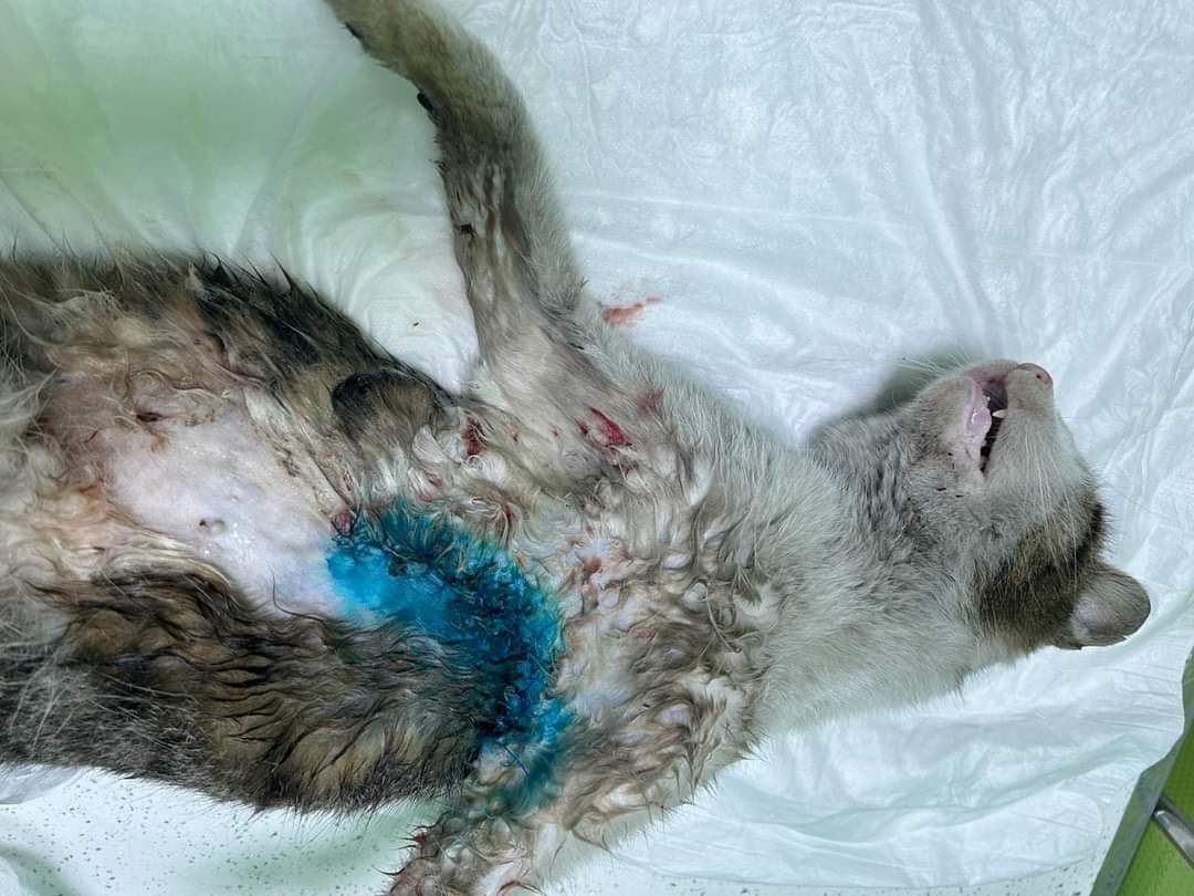 Poi se gli auguro di ©®EP@RE la cattiva sono io... Povera Sara 🥹💔, si trova in Albania , l’inferno per gli animali! La abbiamo trovata così , in queste condizioni, con un tumore mammario , l’intervento non era facile, era molto rischioso e poteva non farcela……. Però abbiamo