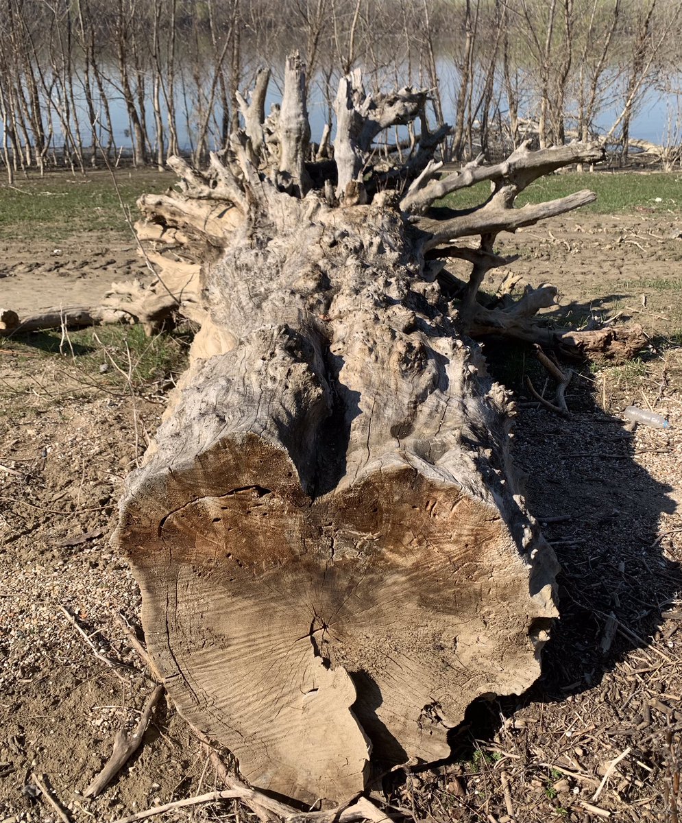 Majestic driftwood All who touch you try to guess How you arrived here. #haikufeels #haiku