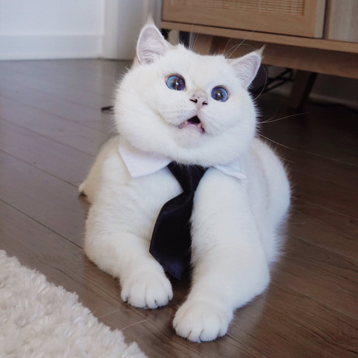 bailithecat tweet picture