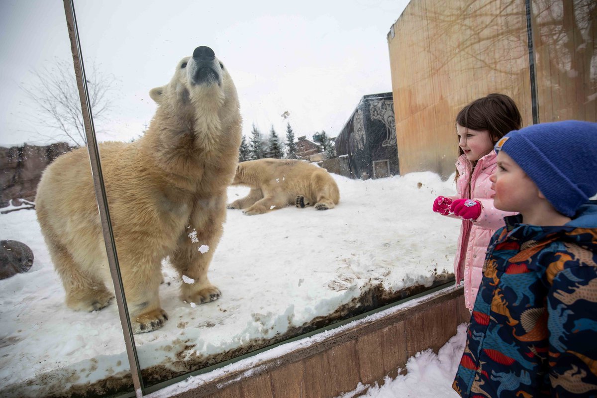 buffalozoo tweet picture