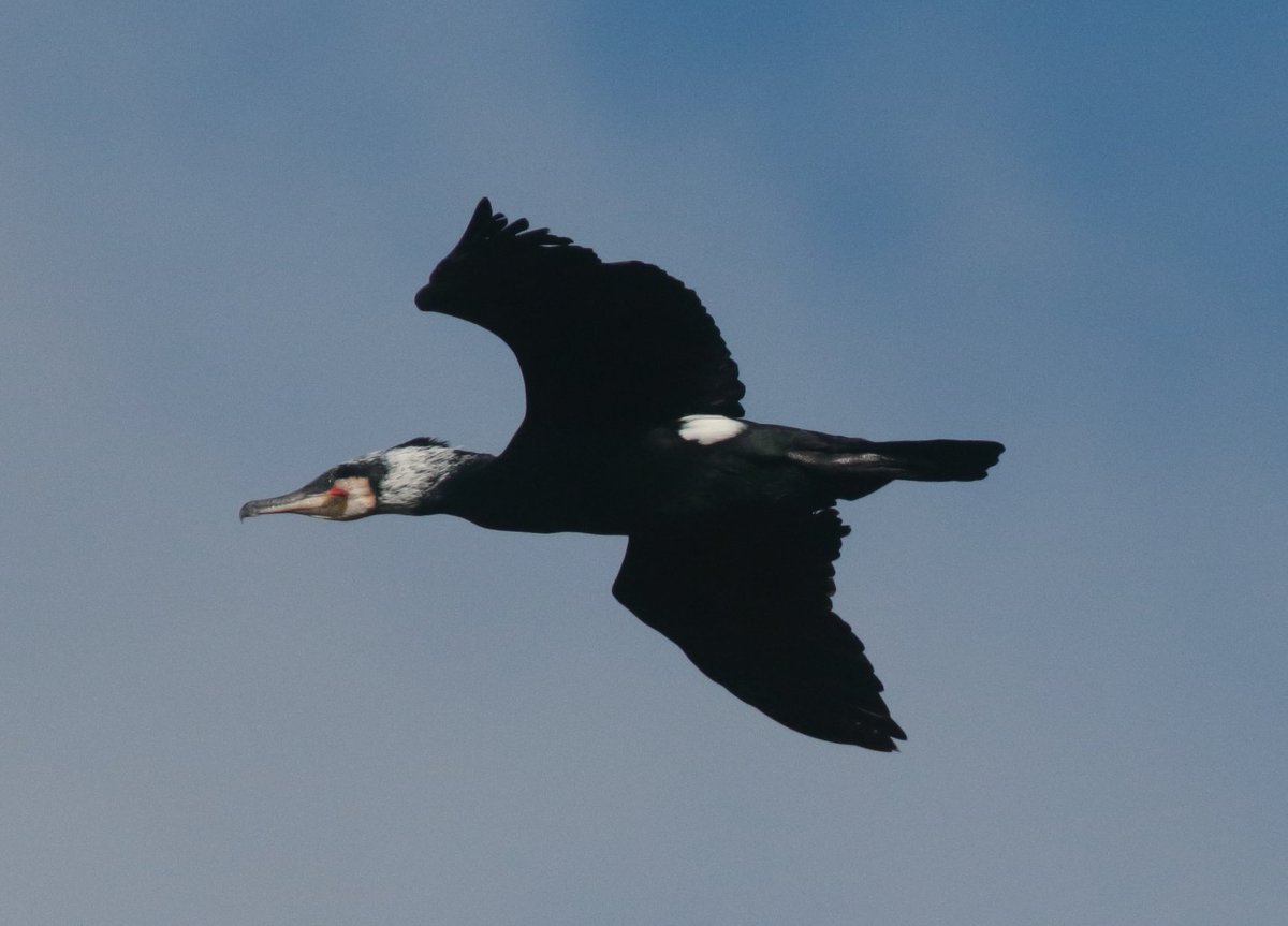 Cormorants looking mighty fine at present