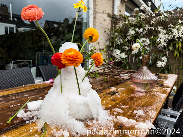 paula63's tweet photo. Maart roert zn staart #bloesem #hagel #sneeuwpop #lente https://t.co/ZS0mecoX6p