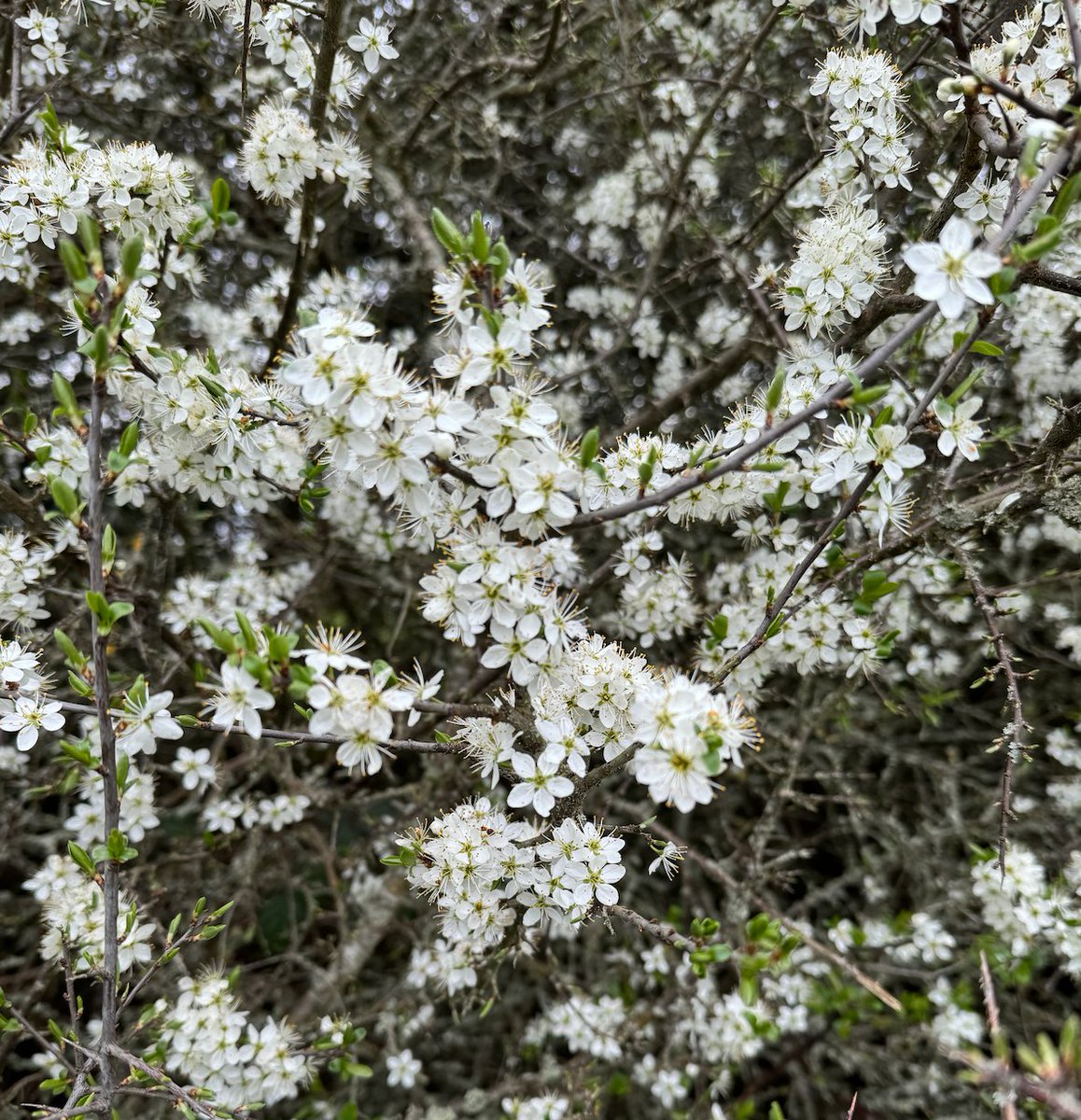Blossom foaming in the hedgerows, brightening a dreary day. Blackthorn flowers. #Spring #Blossom #Nature #NaturePhotography