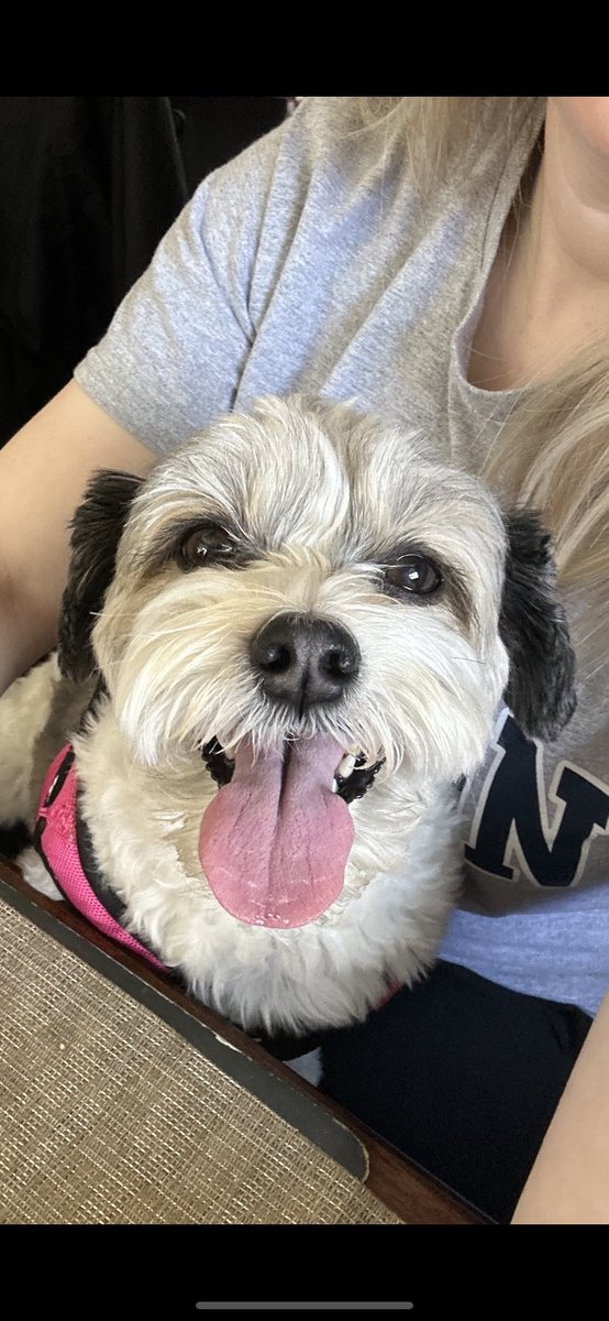 Hey frens! 🐶

I am 200 followers away from reaching 4,000!

Please retweet this tweet ♻️
so I can make more friends❤️