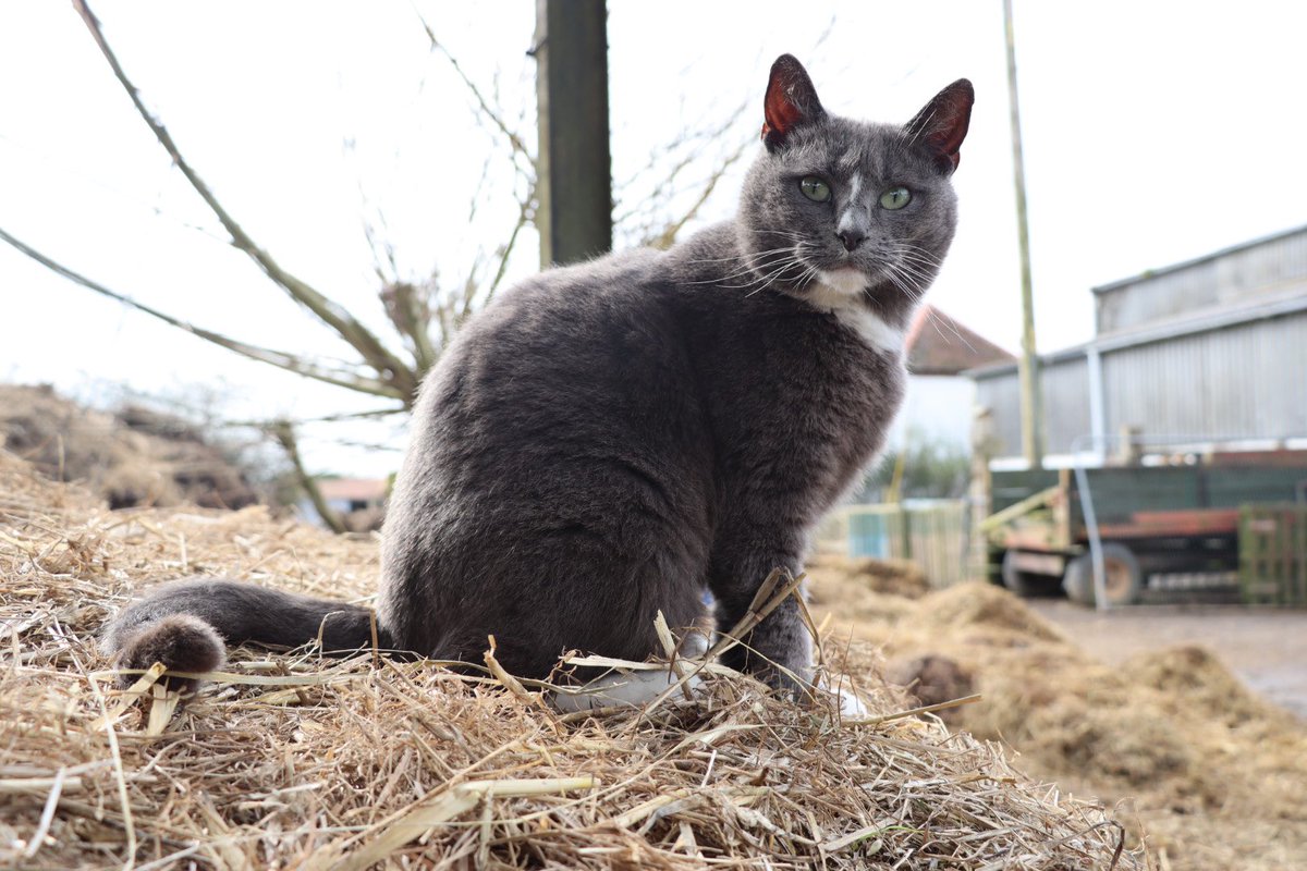 It’s been a sad week at the farm, but our animals have been by our side the whole way through and of course Violet’s been on hand for cuddles 💕 #caenhillcc #violetthecat #caturday #catoftheweek #rescuecat #farmlife