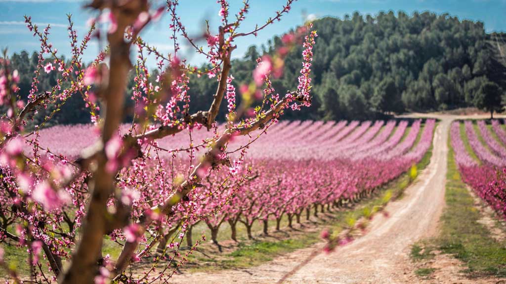 🌸 Els municipis de la Ribera d’Ebre oferixen les darreres activitats al voltant de la floració, amb experiències turístiques variades

📷 LA NOTÍCIA: setmanarilebre.cat/els-municipis-…

@RiberadEbreTur @RiberadEbreViva @ccriberadebre @francescbarbero @vinebreactiu @AscoTurisme @Ajunta ...