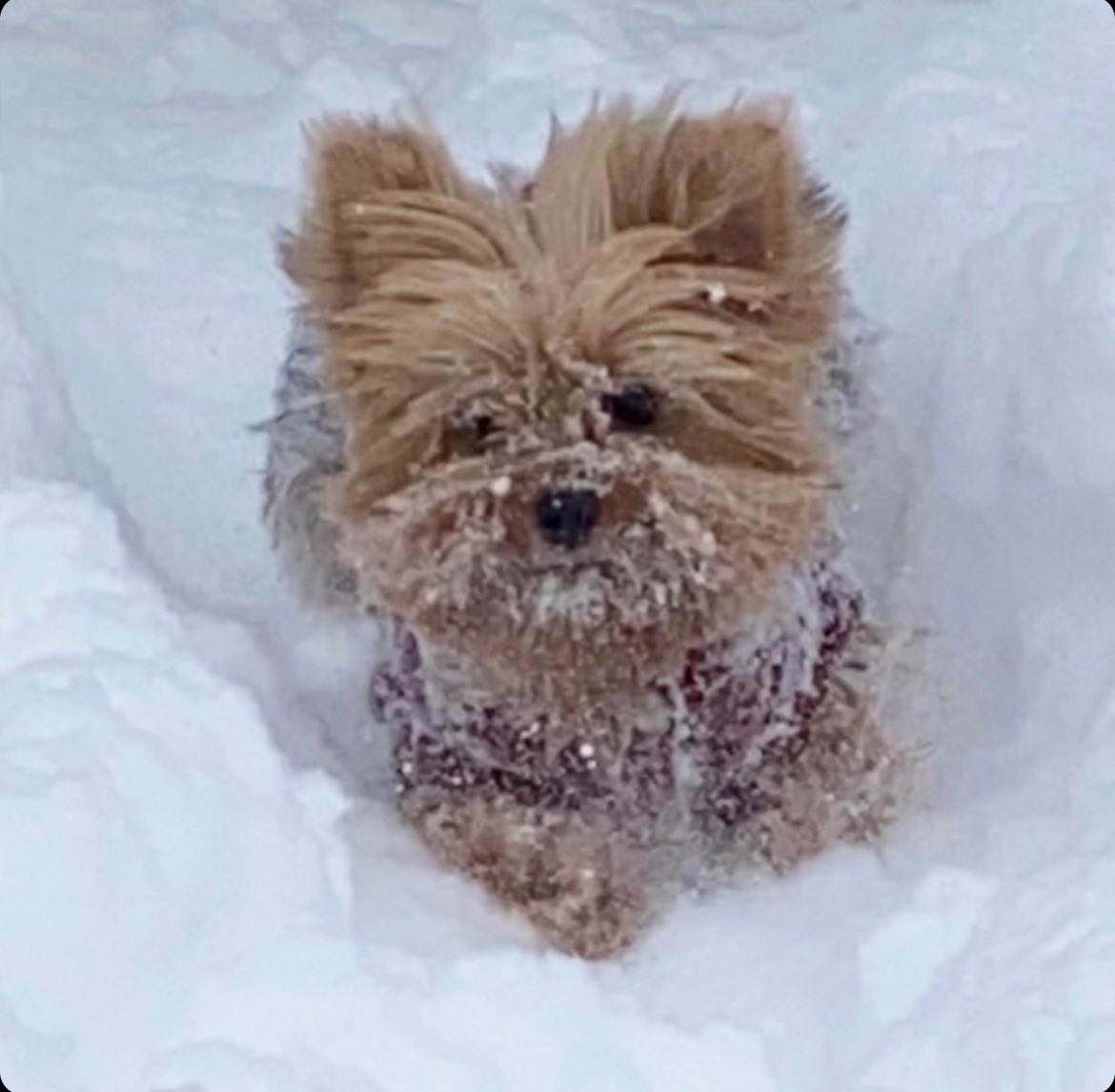 Londyn Rose tweet media