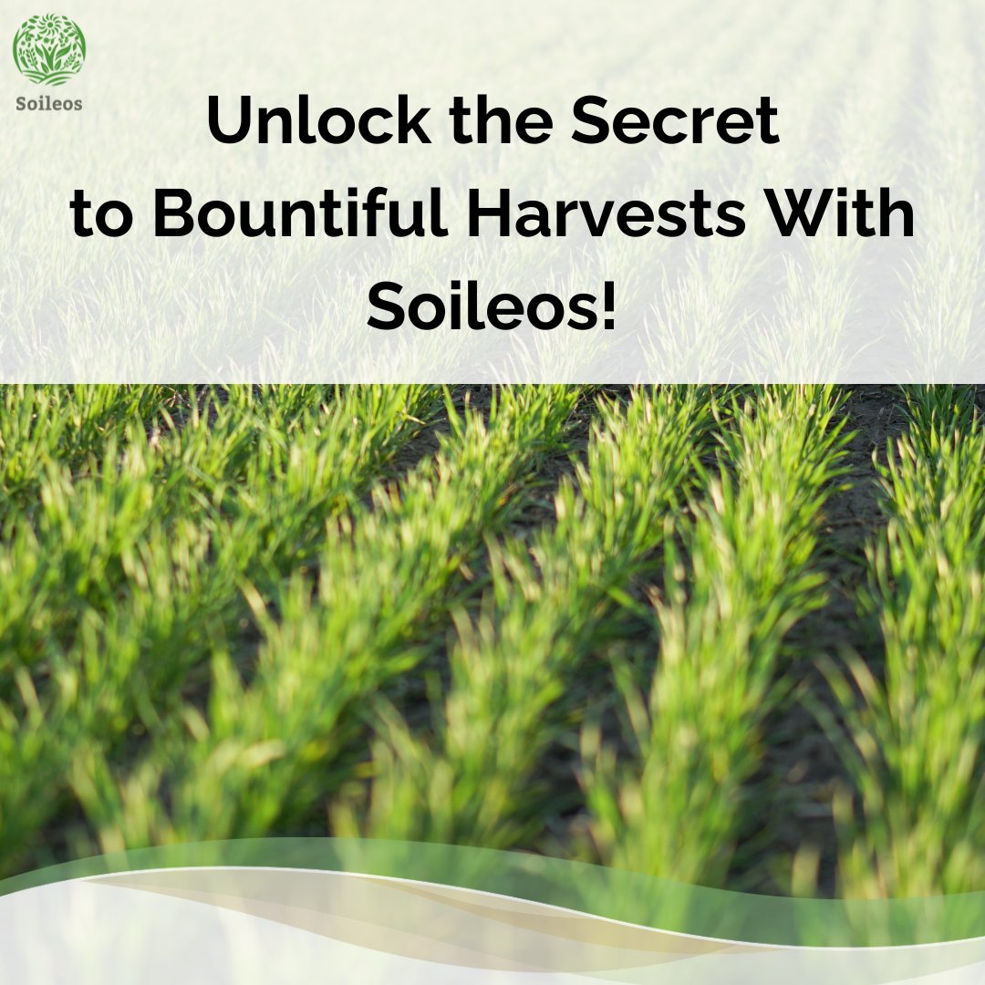 soileos's tweet photo. Time is of the essence for a successful growing season! Discover how Soileos can unlock the secret to bountiful harvests and maximize your yields. Don't delay – optimize your soil health now! 🌾🚀 Read more: https://t.co/5hru67W80g #SpringStartUp24 #MaximizeYields #Soileos https://t.co/dsQNhrAWNz