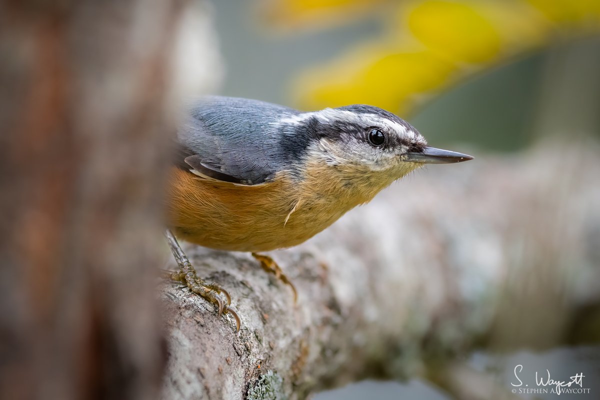 #FromTheArchives: Red-breasted Nuthatch playing peek-a-boo.

Hanwell, #NewBrunswick, Canada
October 2020

#nuthatch #RBNU #nature #wildlife #photography #naturephotography #wildlifephotography #Nikon #D850 #Sigma500f4