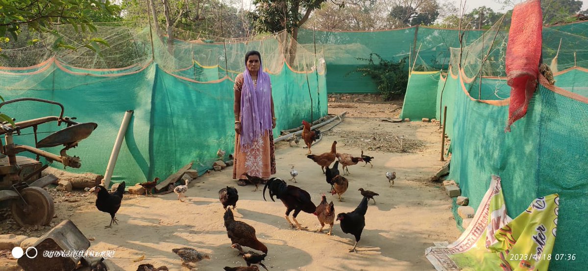 JhurimalG7500's tweet image. Kalpana Patel of Jhurimal VSS, Sundargarh Forest Division, skillfully maintained a DESI poultry farm with Revolving Fund support of OFSDP-II, earning Rs. 1.42 lakhs in one year, finding a sustainable livelihood. #ofsdp #forest #livelihood