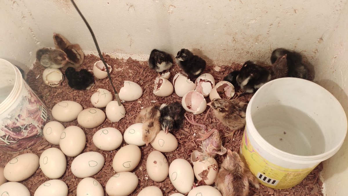 JhurimalG7500's tweet image. Kalpana Patel of Jhurimal VSS, Sundargarh Forest Division, skillfully maintained a DESI poultry farm with Revolving Fund support of OFSDP-II, earning Rs. 1.42 lakhs in one year, finding a sustainable livelihood. #ofsdp #forest #livelihood