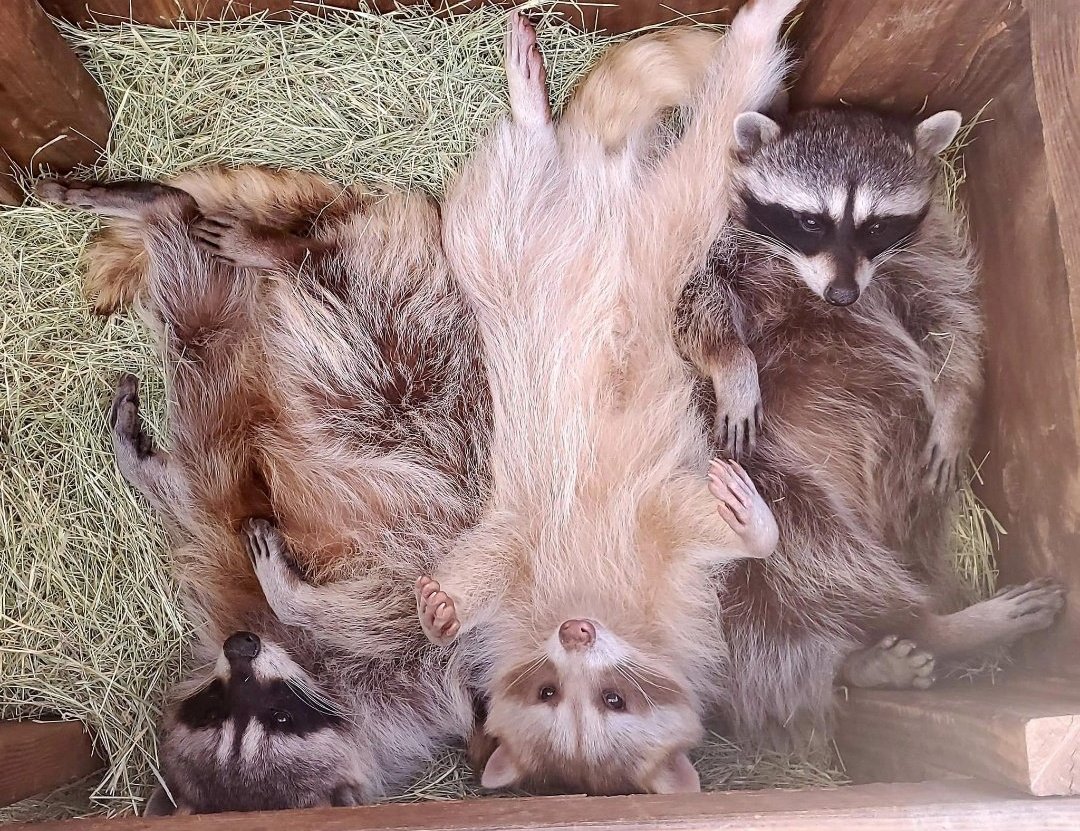 dailyoonccoon's tweet photo. https://t.co/H6IrszRhDs