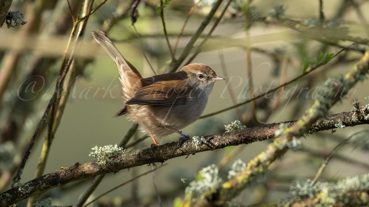 An illusive bird the Cetti's warbler only available to photograph at this time of year singing for a mate