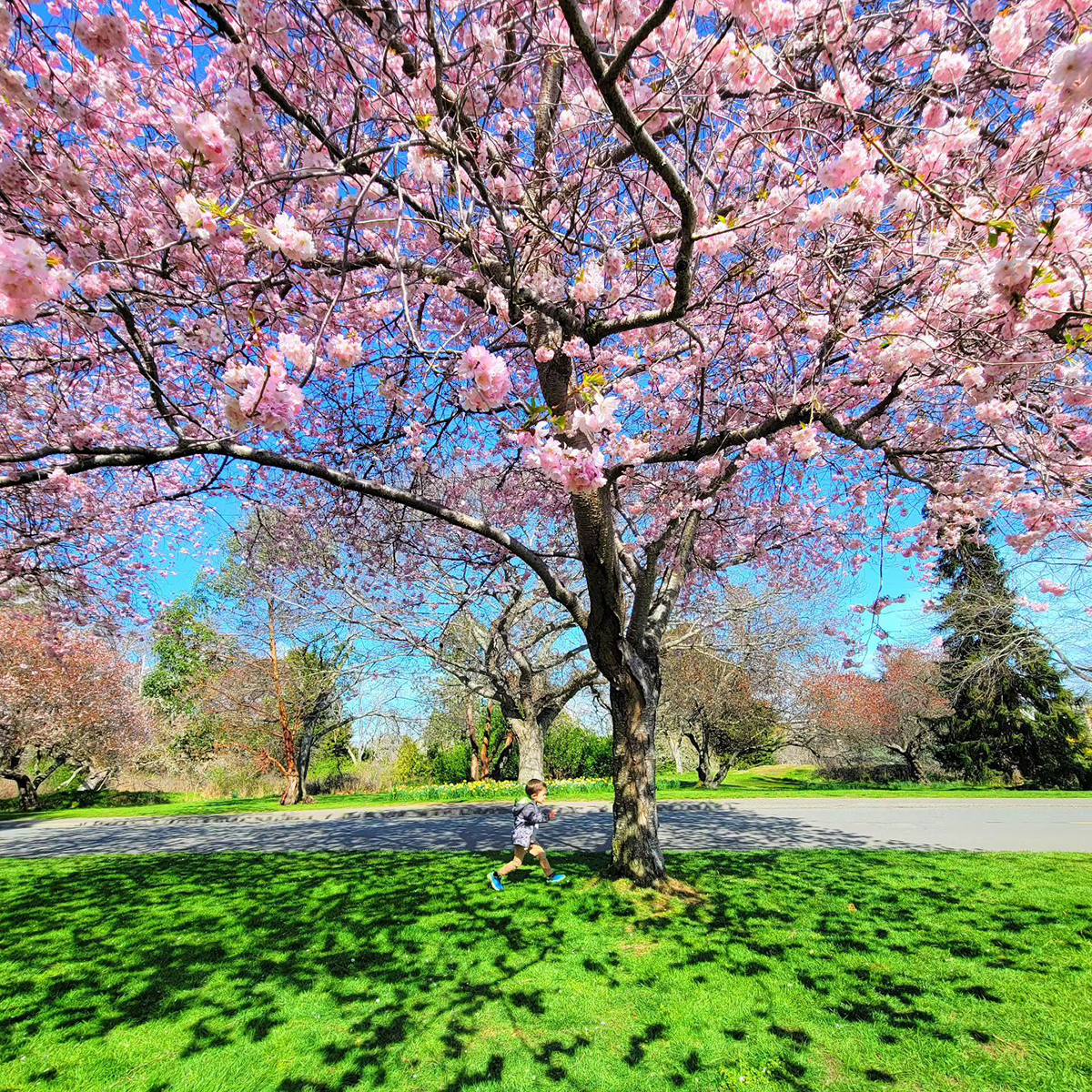 With Canada’s mildest climate, Victoria’s spring season feels endless 🌱🌼

📍: Beacon Hill Park
📸: makik0215 (IG)

#beaconhillpark #spring #flowers #blossoms #bcparks