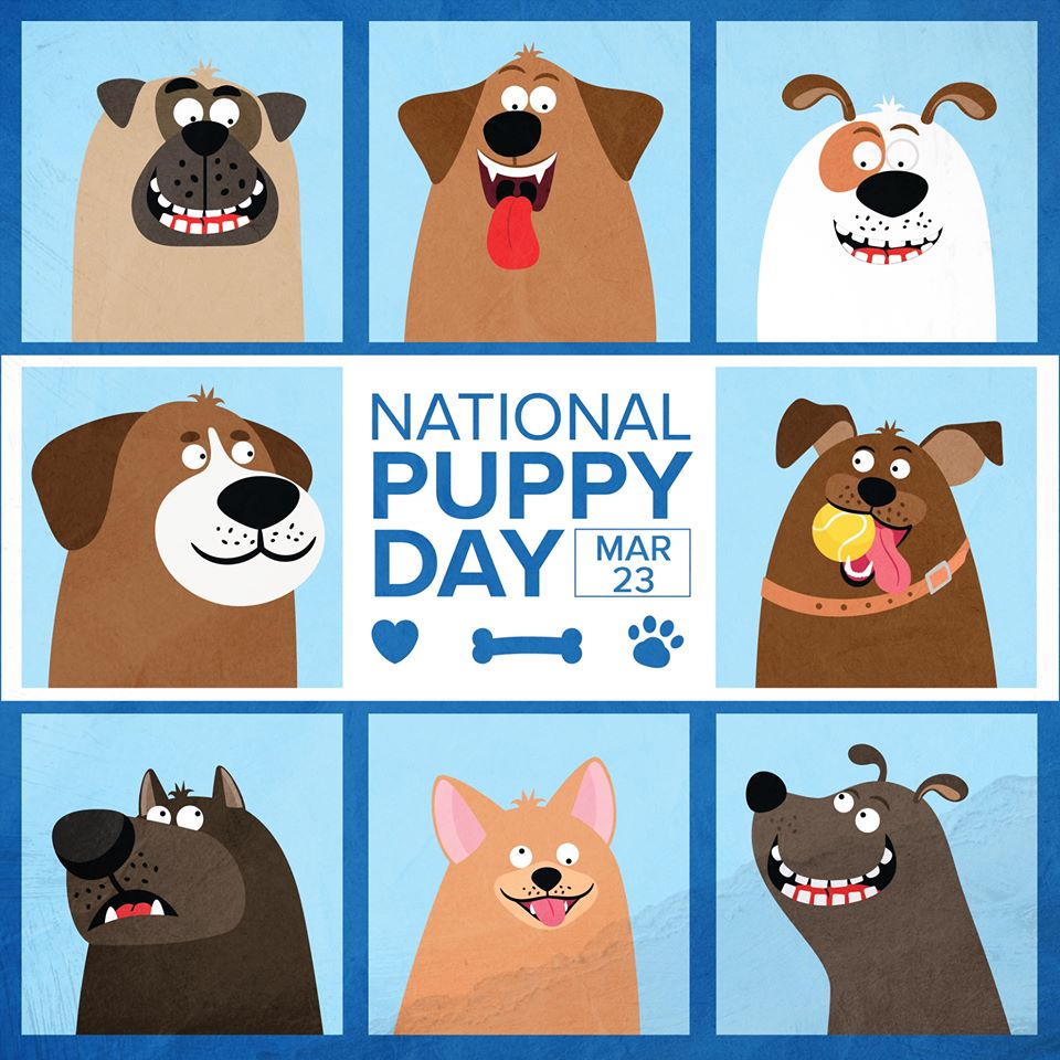 wfaa's tweet photo. It's National Puppy Day — and we want to see your pics! Drop them below. 👇 🐾 https://t.co/RqLPi6InuB