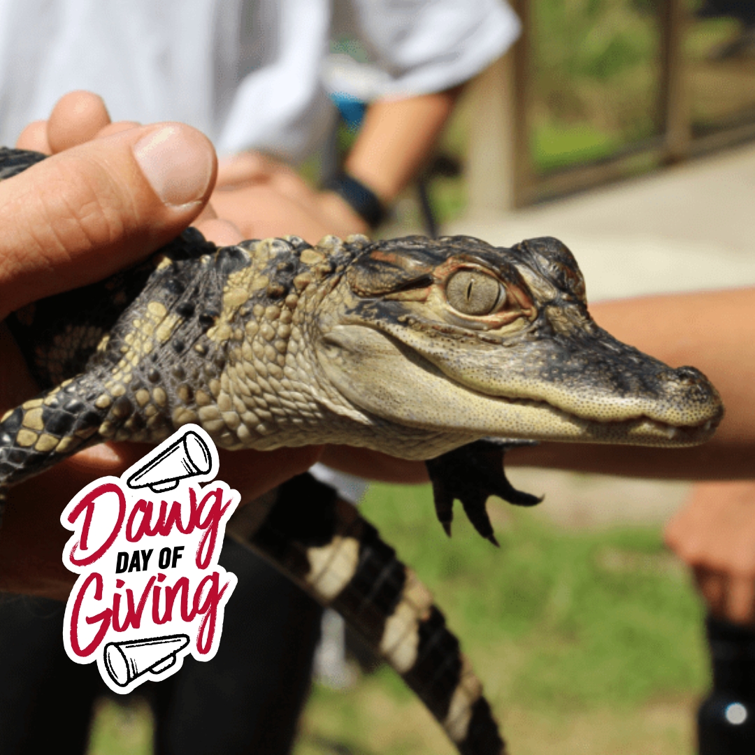 It's time to chomp down for #DawgDayofGiving! 🐊🌟 Make your gift early by sinking your teeth into student travel and research. 🌿 Our goal? 100 gifts to the Ecology Student Excellence Fund, ensuring students can swim through their studies with ease. 📚 t.uga.edu/9M8