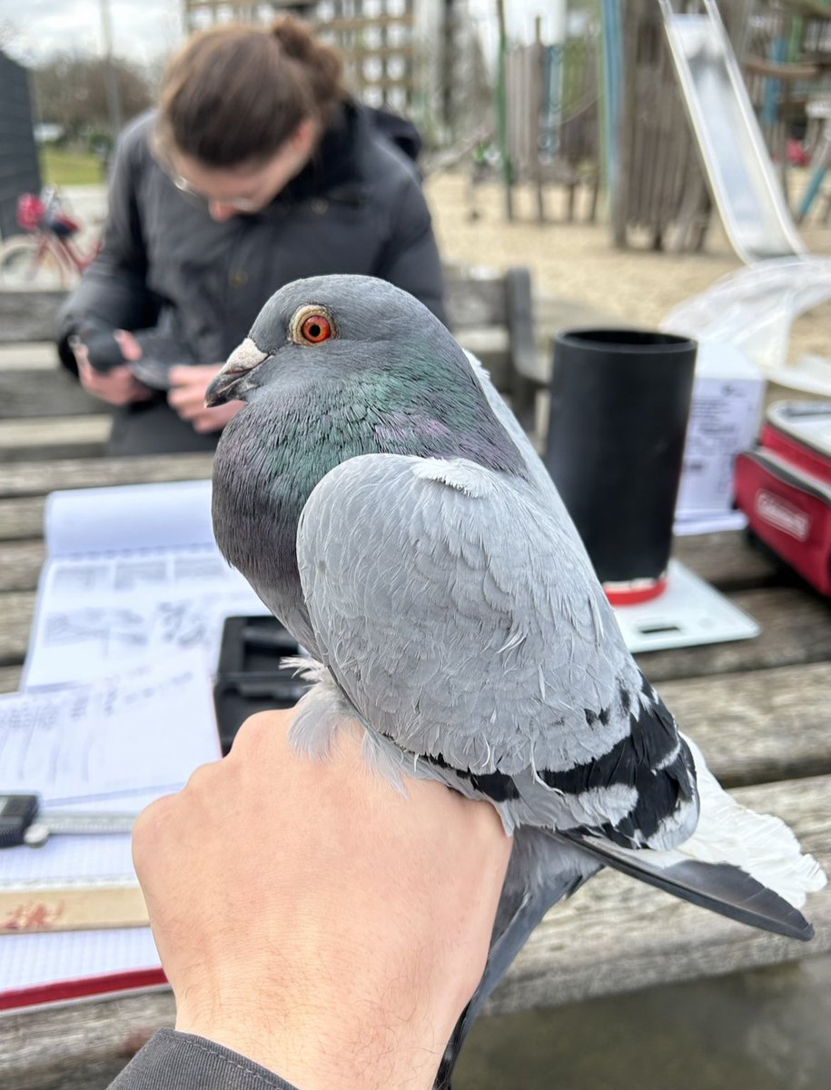 Just presented a part of my PhD research at <a href="/FM_EOU_2024/">EOU Fledglings Meeting 2026</a>! 🦠🐦 Many thanks to the awesome support from BOU's travel grant!  Had a blast geeking out with fellow PhD students, diving into deep convos, and maybe a little dancing. 😉 #PhDLife #Pigeons #DiseaseEcology #EOU