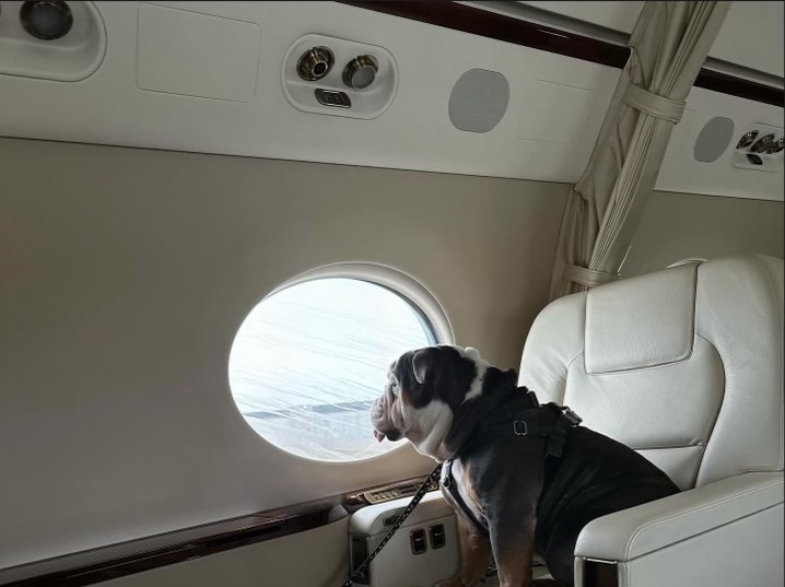 Frankie and Ripley are playing it cool aboard a #Flexjet #Gulfstream but inside they're so excited to celebrate #NationalPuppyDay 📸: Jeremy W.