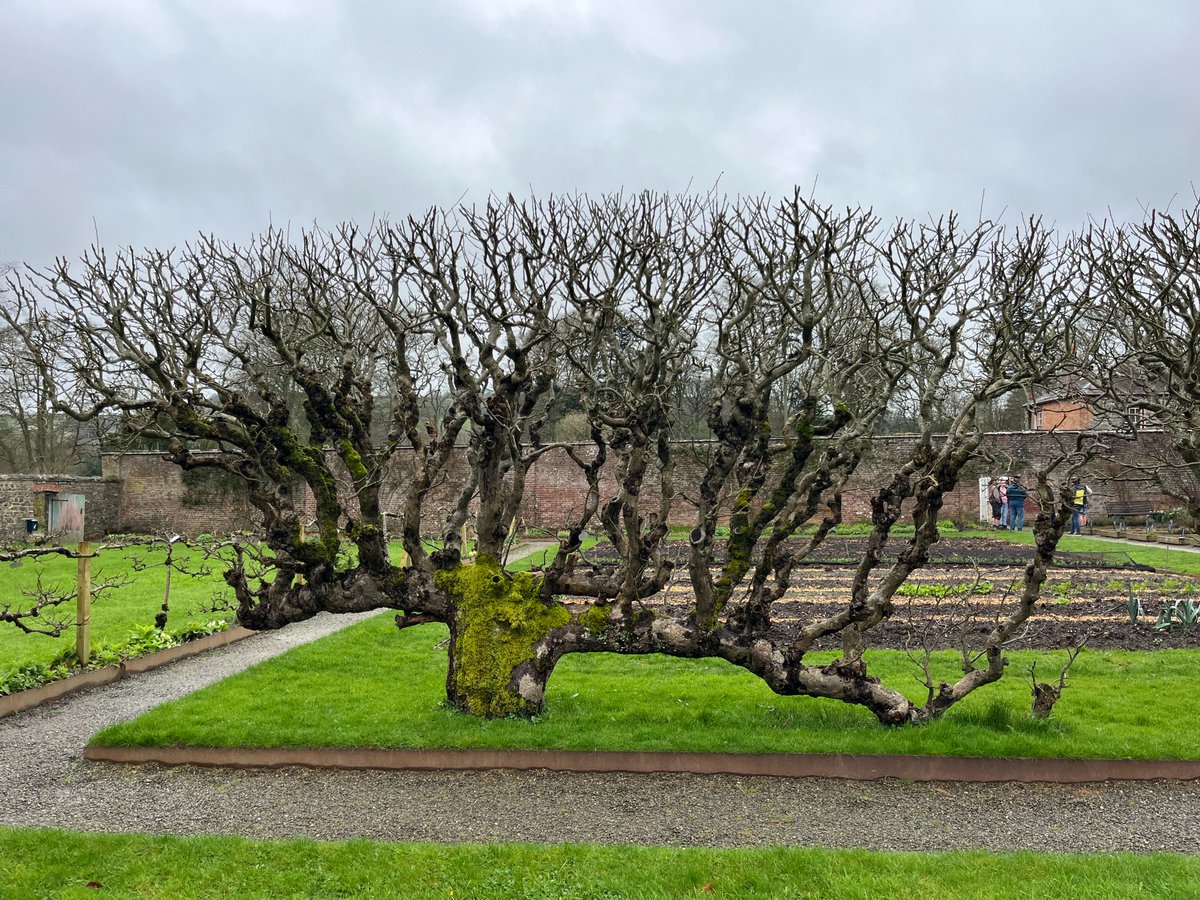Fantastic old Bramley at Llanerchaeron where we just had a gathering of Welsh Heritage Orchard members to further refine categories/classifications for the proposed new pomona of Welsh apple varieties. Great meeting, superb location, and progress made. Oh, and there was cake :)