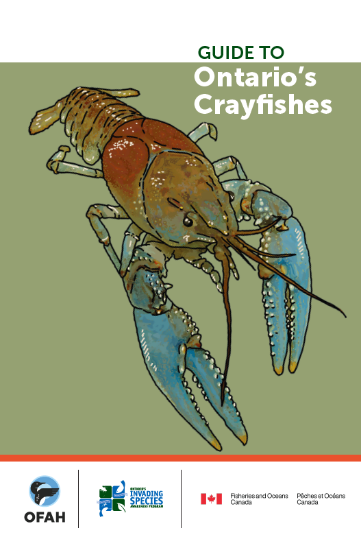Dr. Crayfish tweet media