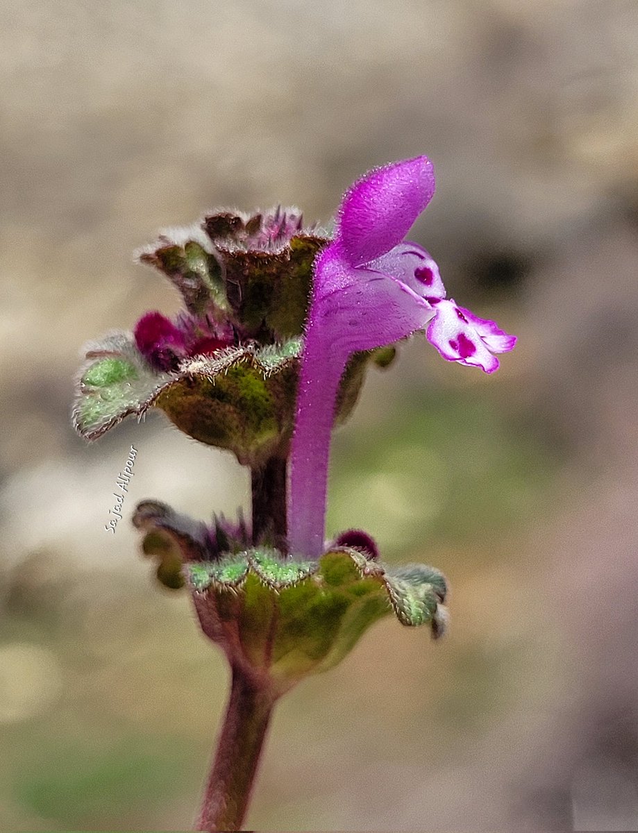 Lamium amplexicaule Lamiaceae Dehdez, IRAN March 2024 Altitude: 2000m