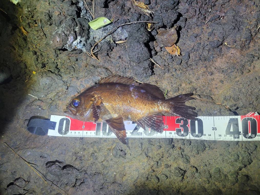 eevee_fishing's tweet photo. ついに、ついに、ついに念願の尺メバル
文句なしの32cm、しかも2匹
引きも体高も桁違い。このために釣りしてきたのが報われてよかった
ヒットルアーはいずれもビームフィッシュのグローみかんで

#尺メバル
#ビームフィッシュ https://t.co/EUoJAAOGKA