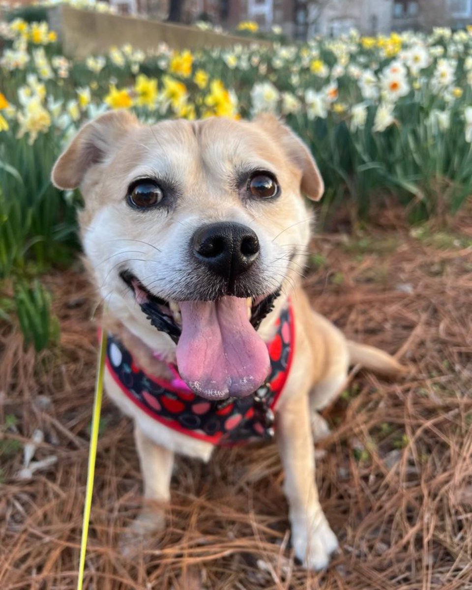 BelmontUniv's tweet photo. Happy #nationalpuppyday 🐶 🐾 Whether your pup is young or old, we cherish all your furry friends equally! If you're someone who enjoys taking your dog for walks on campus, please continue spreading the joy! ♥️ https://t.co/IBvol3xG98