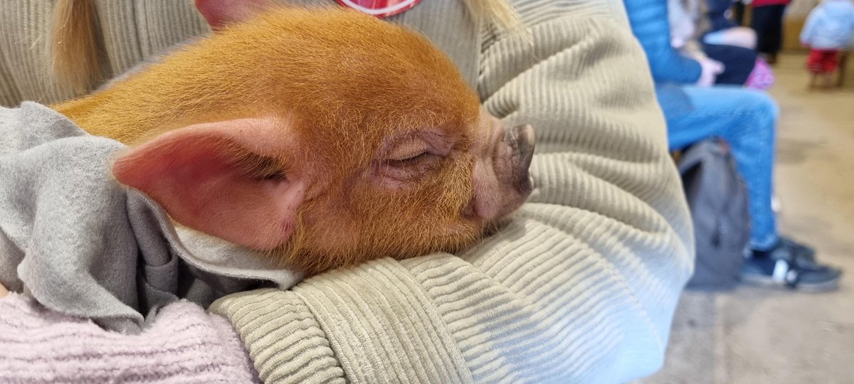 Cuddles with the miniature pigs 🐷 what a fab day @PennywellFarm