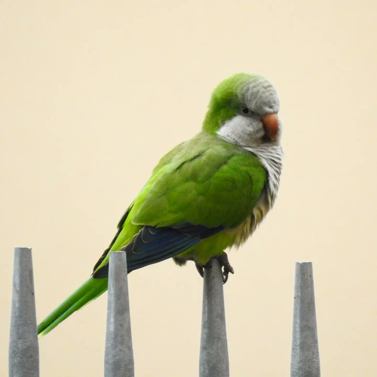 The chairman without a chair! Enjoying the #EOUFledglings2024 with a lot of nice talks! If you want to know more about urban birds and alien bird species, come tomorrow morning for my presentation! You'll not regret it 😁 By the way, where are the Portuguese students 👀?