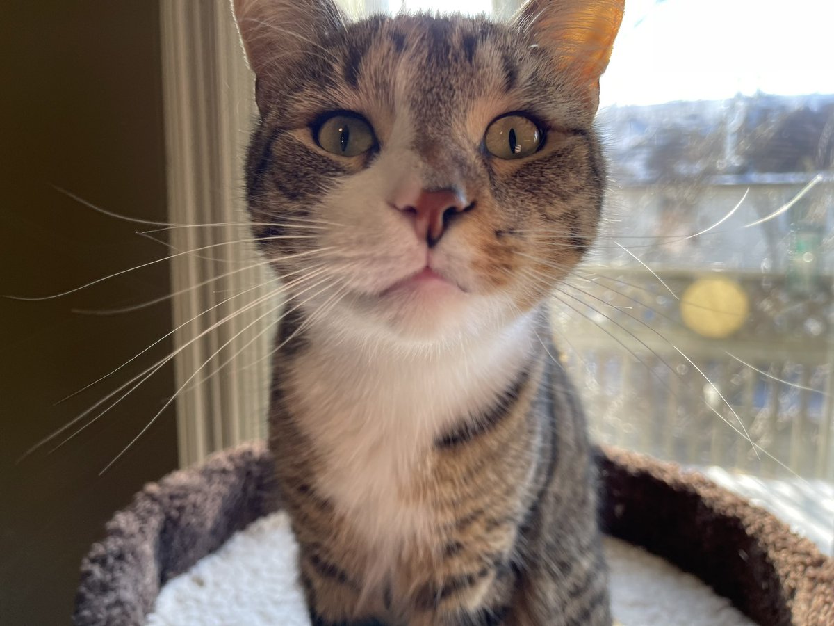 #noseboop! 
I Lubs you all! Nose boop!!!
Leroy!😻