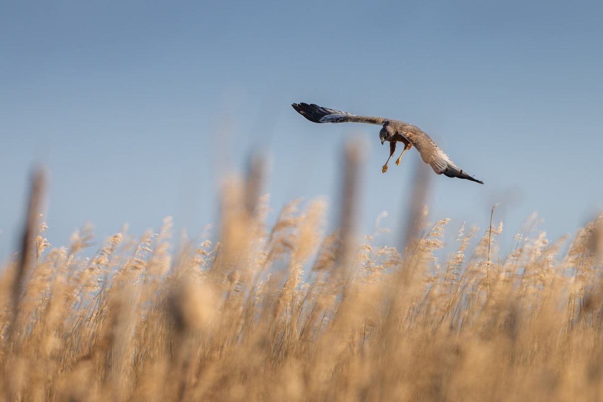 The morning belonged to the nest building Marsh Harriers 🥶🌞
#Cley #norfolk #norfolkbirds #birding #birds #birdphotography #wildlifephotography #naturephotography #britishbirds #nwtgallery
@NWTCleyCentre @NorfolkWT @RobccLee