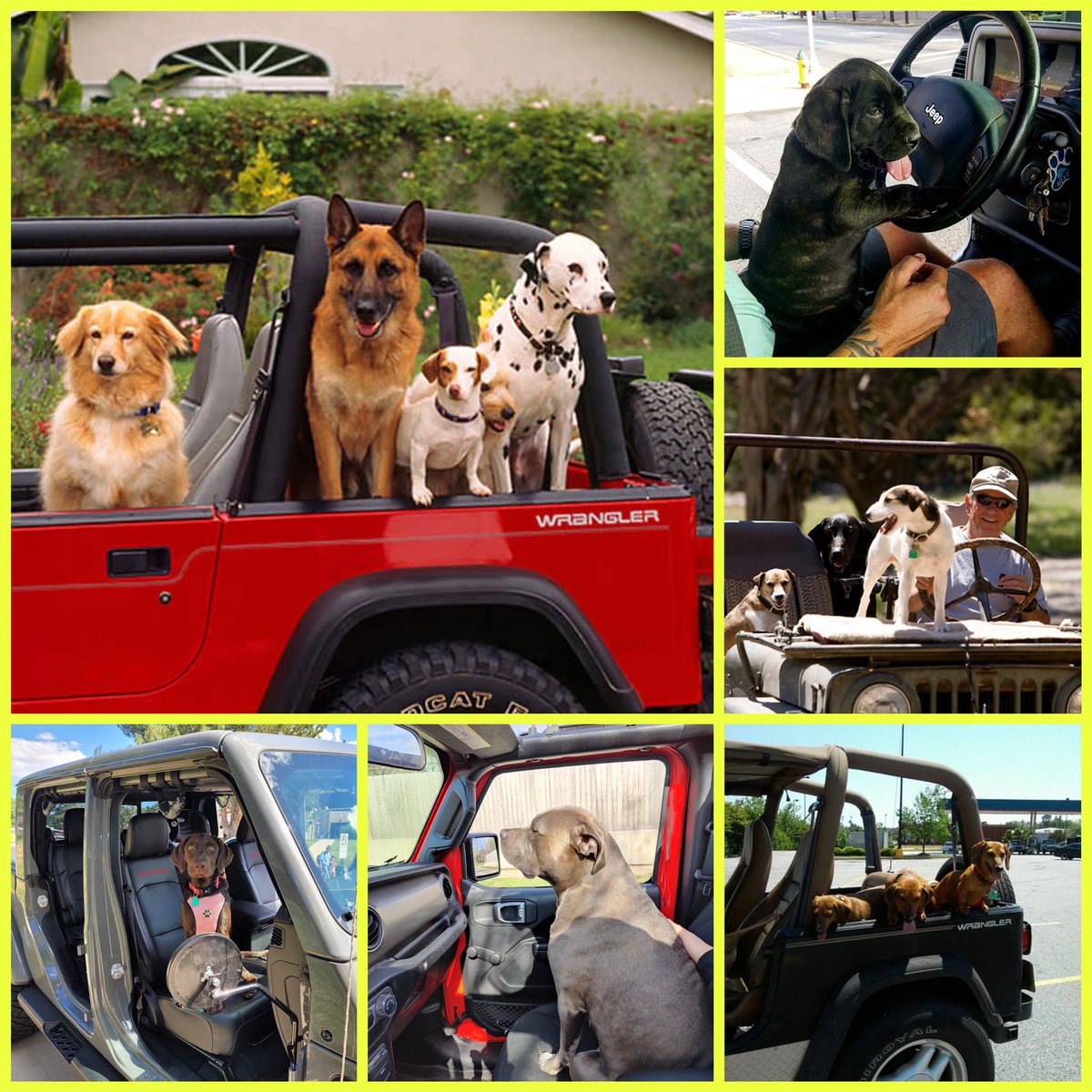 Good morning @THEJeepMafia! It’s #NationalPuppyDay and what’s better than a Jeep dog!?? Let’s see those Jeep dogs and puppies 🐶