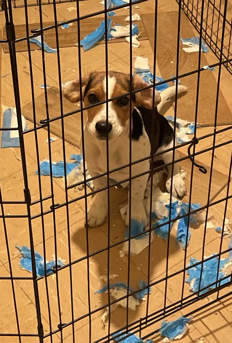 El__Chorro's tweet photo. #NationalPuppyDay https://t.co/AldUupwB2z
