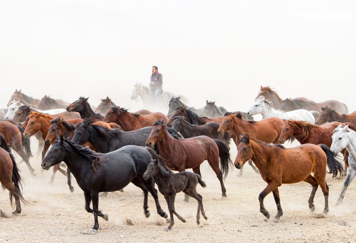 <a href="/Surreocity/">Surreocity</a> <a href="/Sinisha39/">Siniša Koprivnjak</a> Cowboy and Horses 
8 Edition 
0.15 SOL 
exchange.art/editions/6ciue…