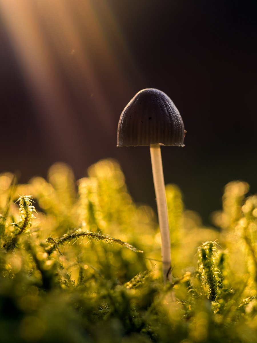 Spotlight

A fortunately placed sun flare on my camera lens as I photographed this mushroom at sunset.

#mushrooms #fungi #photography #mushroomphotography #sunset