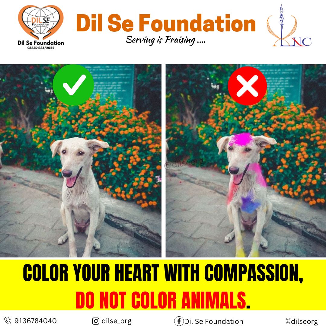 Show kindness this Holi, keep animals safe from colors. 🐾 #holi #holiisnotforanimals #holiisnotfordogs #saveanimals #helpanimals #streetdogsofindia #dilsefoundation #servingsispraising #humanity #kindness