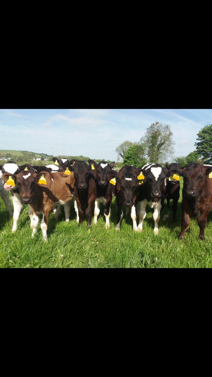 Just trying to gauge interest in who's considering getting their dairy replacements contract reared from 2025 onwards. Interested in taking x30 1 yr olds run with my own 1 yr old replacements plus 30-40 reared calves.
Would appreciate shares.
Drop me a DM, thanks 👍