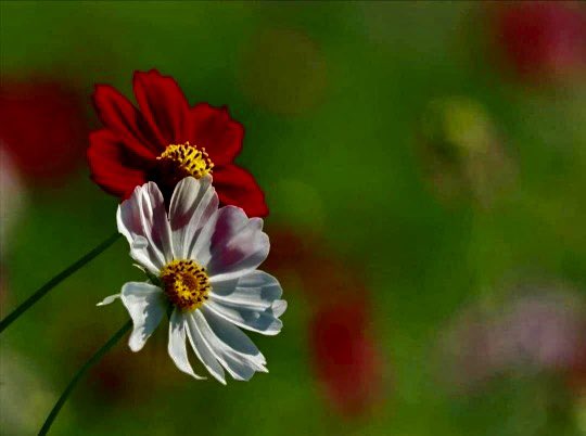 AnitaBacha's tweet image. Springtide fragile blooms 
Pop up after the drizzle 
Signifying hope 

#inkMine #signify #haiku #threelines