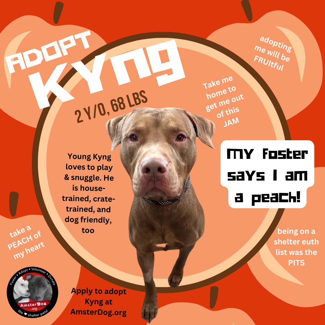 🍑KYNG is stuck in a homeless jam - can you help him? 🎾I love to play 😀I am so happy ♥️I love to love you ♥️ 🐾 A D O P T K Y N G 🐾