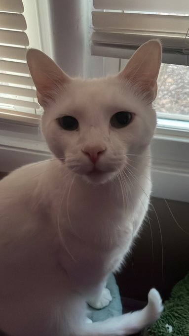 trying to fight a bad mood today send cute pet pics I&rsquo;ll start https://t.co/h5Hqgnf1nP<a href="/tag/newprofilepic"class="tags"><span>#newprofilepic</span></a>