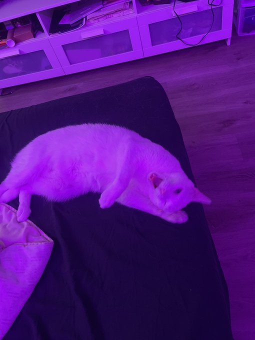 trying to fight a bad mood today send cute pet pics I&rsquo;ll start https://t.co/h5Hqgnf1nP<a href="/tag/newprofilepic"class="tags"><span>#newprofilepic</span></a>